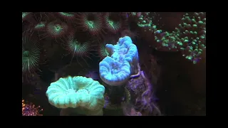 Деление Кауластреи в Морском аквариуме