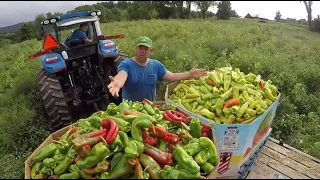 A VEGETABLE FARMER'S 2020 FROM PLANTING TO HARVEST