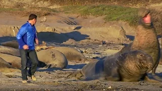 Up Close to Elephant Seals Fighting | BeachMaster | Super Giant Animals | BBC Earth