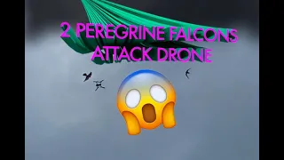 Two Peregrine Falcons Attack A Drone!