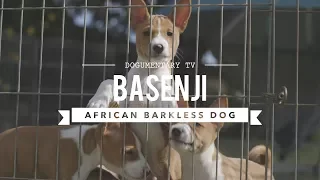 ALL ABOUT BASENJI THE AFRICAN BARKLESS DOG