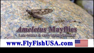 Ameletus Mayflies, Late Winter & Early Spring Hatches