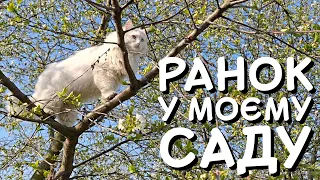 КВІТНЕВИЙ РАНОК У МОЄМУ САДУ 🌸🌷🌺