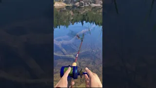 Russian Fishing 4 Agile Pike