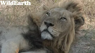 WildEarth - Sunset Safari - 30 September 2023