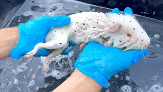 SAVING GUINEA PIGS LIFE FROM NASTY PARASITES !