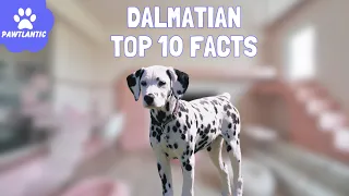 Dalmatian - Top 10 Fascinating Facts