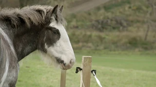 Clydesdale: Saving the Greatest Horse | Official Trailer