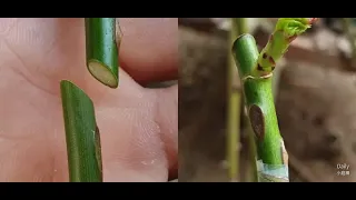 Grafting Plants | Rose grafting - Whip Grafting | How to graft rose plant | rose ko graft krny ka