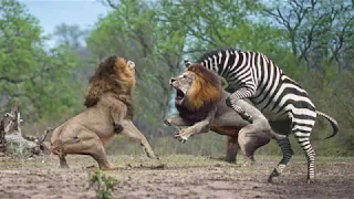HUNTER BECOMES THE HUNTED | Mother Zebra Save Her Newborn From Lion , Giraffe vs Lion