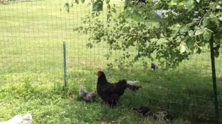 Broody Hen & 3 Week Old Chicks