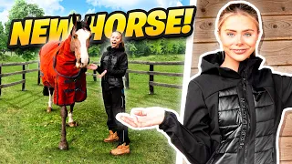 I SURPRISED BEHZINGA WITH A NEW HORSE