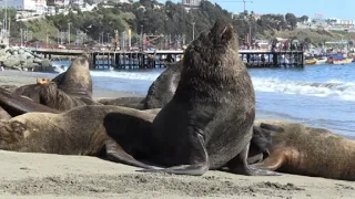 Lobos marinos, dolor de cabeza para pescadores chilenos