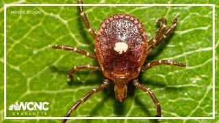 What to know about Lone Star tick bites and how to avoid them