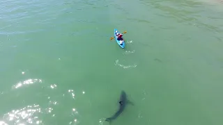 Kayaker with with white shark near shallows.