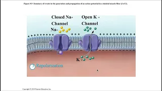 Muscle Contraction