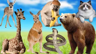 Wild animals names Picture And Sounds elephants, fox, giraffes, squirrels, bears, dogs, ant, cats...