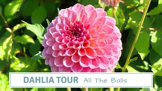 Dahlia Tour 2023 / All The Balls And Pom-Poms