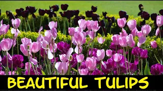 Beautiful Tulip Flower Photos | Beautiful Pictures of Tulips | Top Tulips Photos | Tulips Images