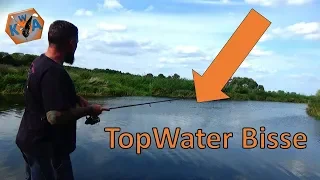 BARSCH mit TopWater Ködern + Schwimmbrot