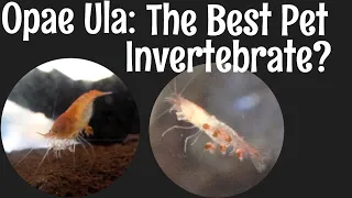 Opae Ula Shrimp: The Best Pet Invertebrate?