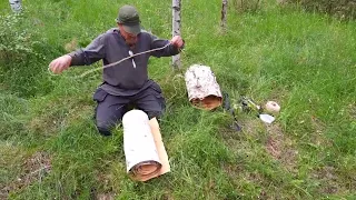 Harvesting birch bark 2