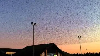 Starlings over Gretna Services