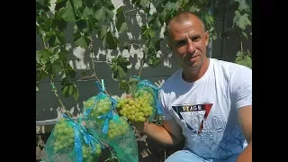 Сверх ранние сорта винограда. Сезон 2017. Часть 1. (Over the early varieties of grapes. 2017_1)