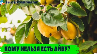 Кому нельзя есть айву?