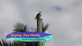 Amazing Florida Osprey Calling
