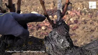 Poda del viñedo. Cepas adultas en Cordón Royat