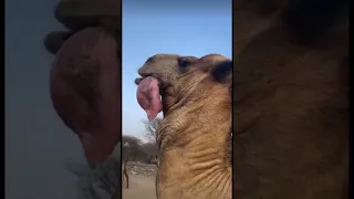 Camel cools down his own stomach #shorts #fyp #ytshorts #trending #camel