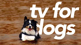 TV For Dogs - Exciting Videos for Dogs to Watch (20 Hours)