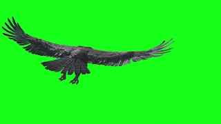 EAGLE flying / green screen VFX  /Royal music