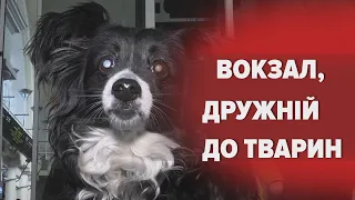 🐶🐱"Укрзалізниця" запровадила нові зручності для пасажирів із тваринами