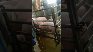 stunning of pigs