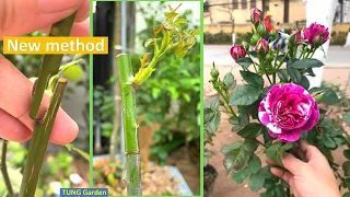 Rose | How to Graft Rose for beginners | How to graft rose plant
