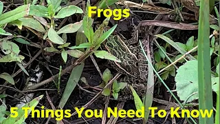 5 Things You Need To Know About Frogs To Help You Catch More Bass!