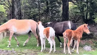 Rabbits, Ponies & Longhorns OH MY - Broken Fiddle & Grayson Highland’s.