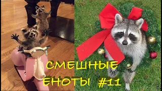 Cмешные ЕНОТЫ #11 / Приколы с ЕНОТАМИ 2020 / Funny Raccoons.