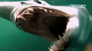 I Escaped Jaws II | Shark Month