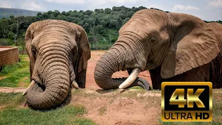 4K Wildlife Elephants