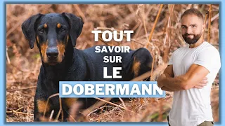 Race de chien Dobermann : caractère, dressage, comportement, santé de ce chien de race...