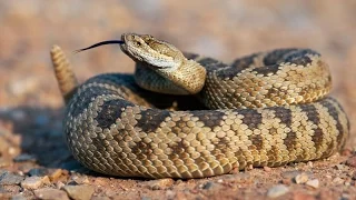 The Fragile Rattlesnake | Creation Moments Minute