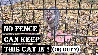 This Cat Climbs Fences And Walks On Rope To See His Best Friend!