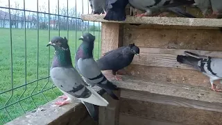 Serbian Highflyer Pigeon  S.V.L