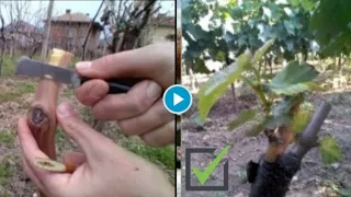 🔴 New Unique way to grafting grapes tree 🍇 Grafting grapes.(Demonstration and Tips)