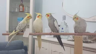 Erkek Sultan Papağanı Kur Ötüşü (Male Cockatiel Singing)