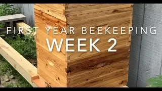 First Year Beekeeping: Week 2 - 2nd Inspection