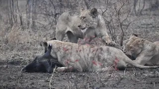 Mbiri Lions Take Down Two Wildebeest at Once | Tintswalo Safari Clips